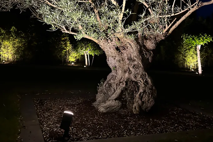 Baum mit Steinel 24V Gartenstrahler von unten angestrahlt